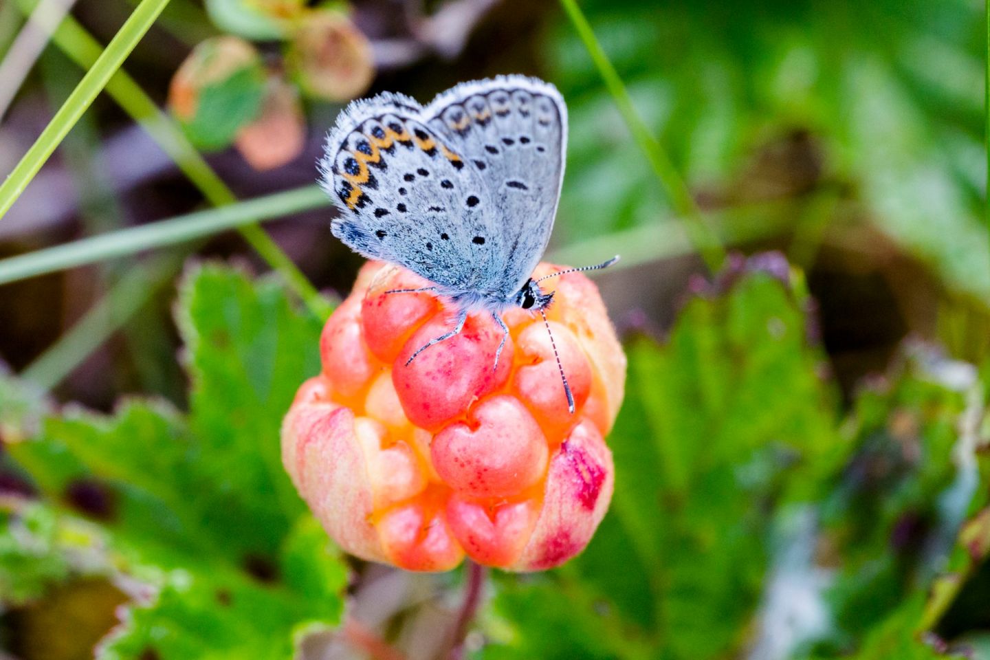 Autumn butterfly & cloudberry in Ranua, Finland