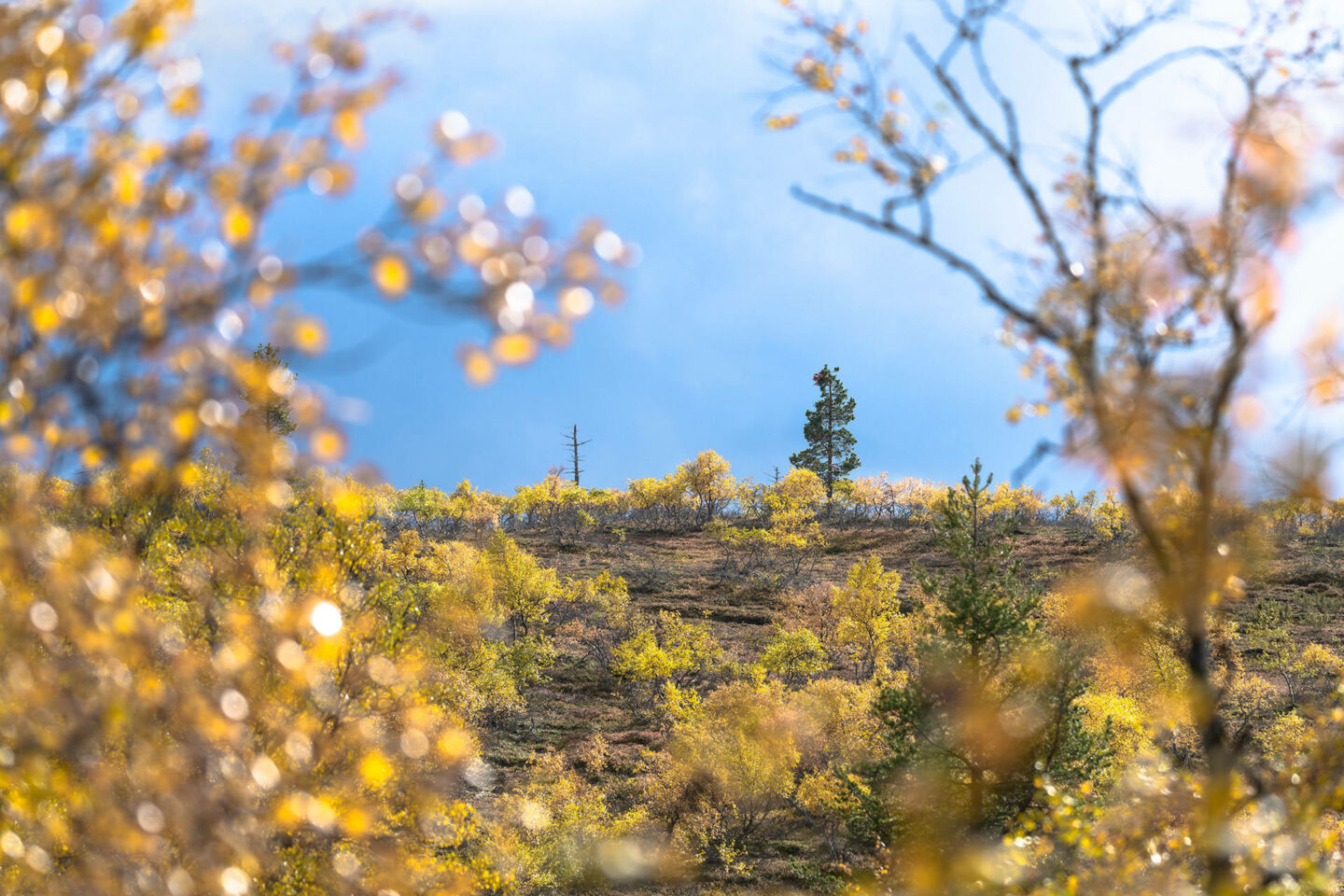 Autumn colors on the hills in Inari, a Finnish Lapland filming location