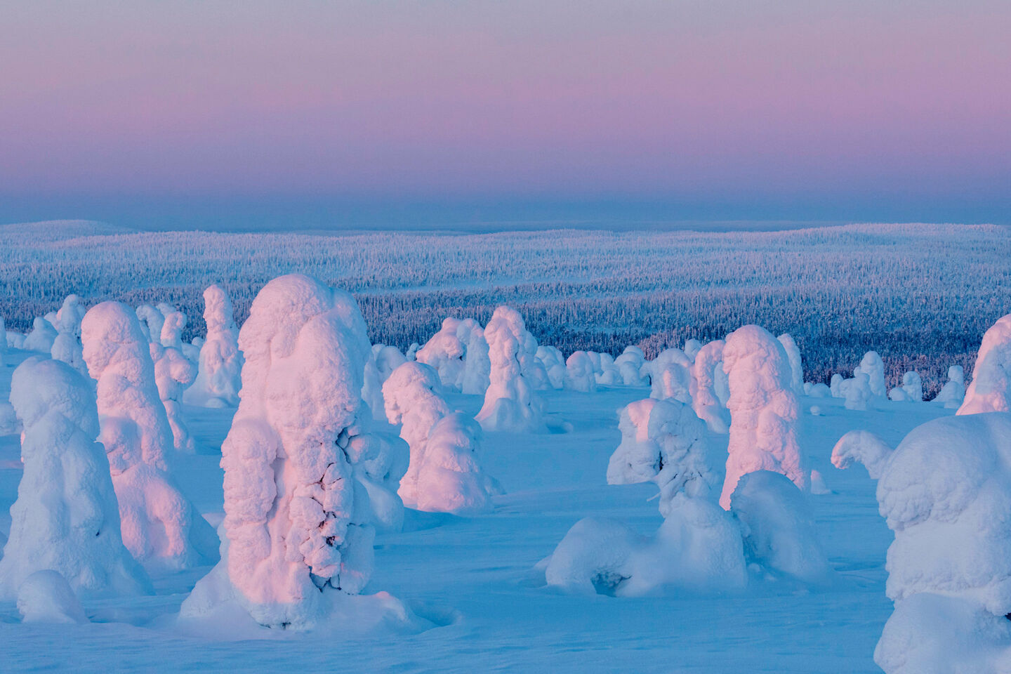 Polar night over snow-crowned trees in Riisitunturi National Park in Posio, a Finnish Lapland filming location