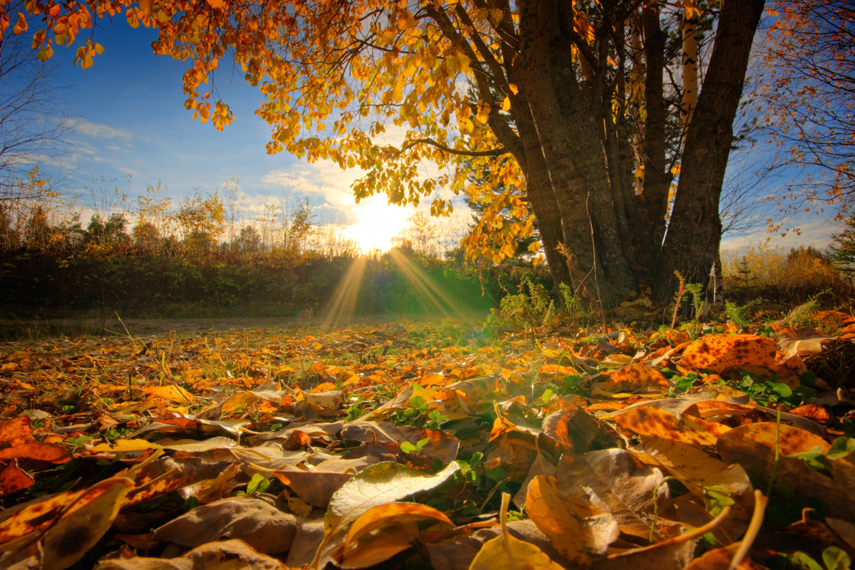 Autumn leaves fall in Kemijärvi, Finland