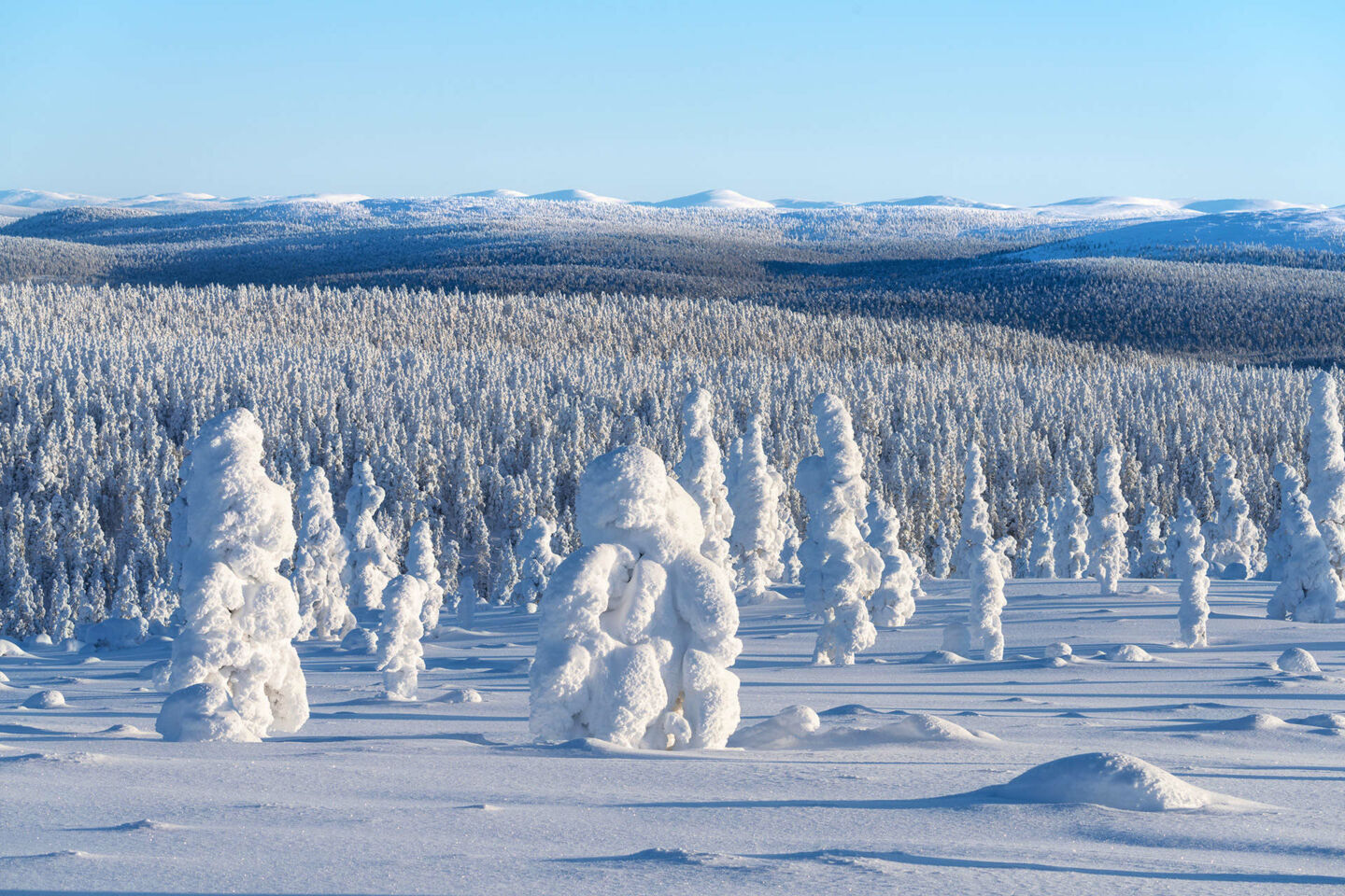 Snow-crowned trees in winter in Inari, a Finnish Lapland filming location