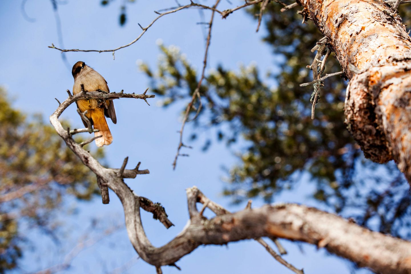 Birdwatching in Lapland, Finland in autumn