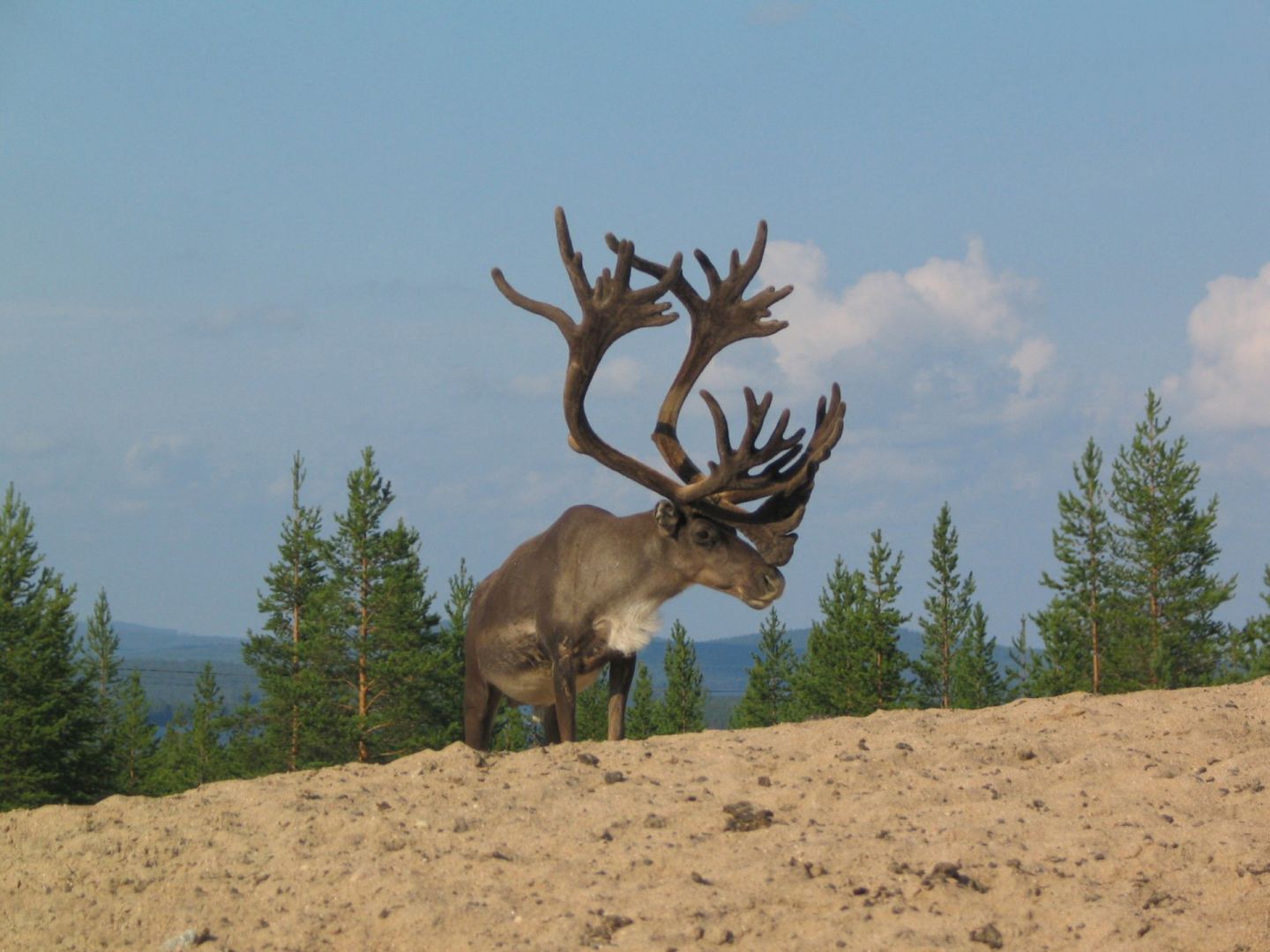 Reindeer enjoying the sandy beach in Finnish Lapland