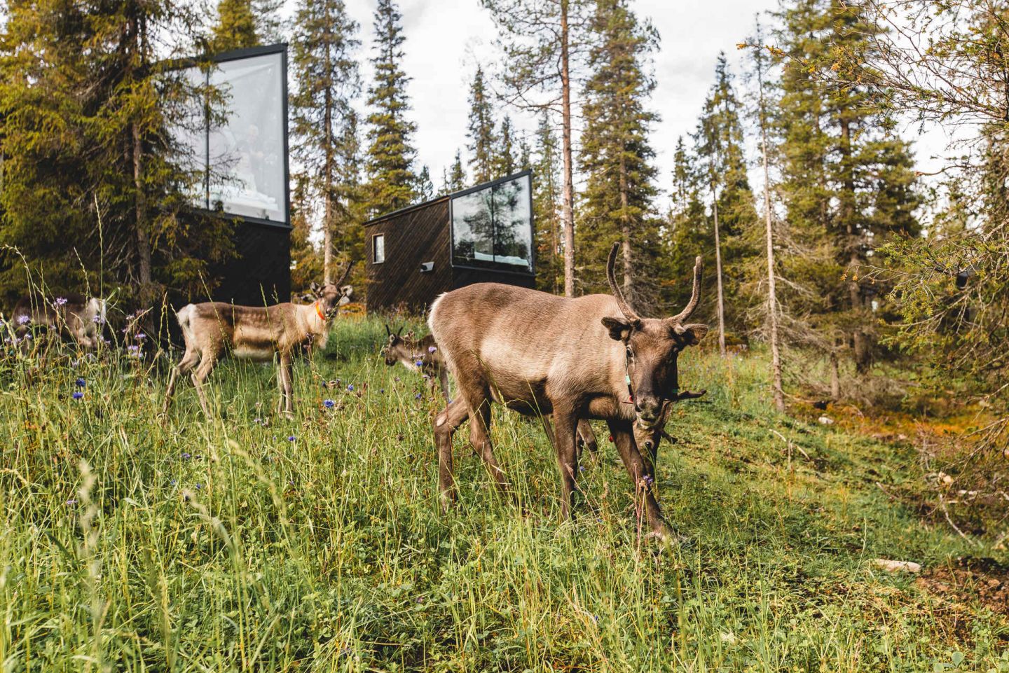 Magical Pond in Ruka-Kuusamo, Finland, a special summer accommodation in Lapland