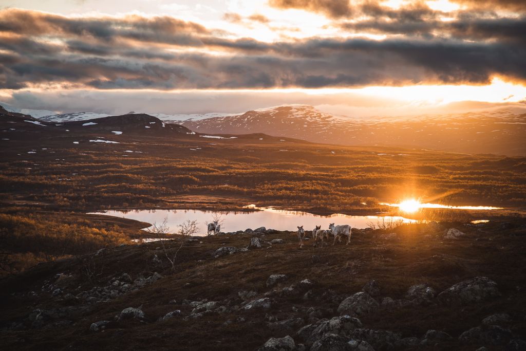 Midnight Sun in wilderness location
