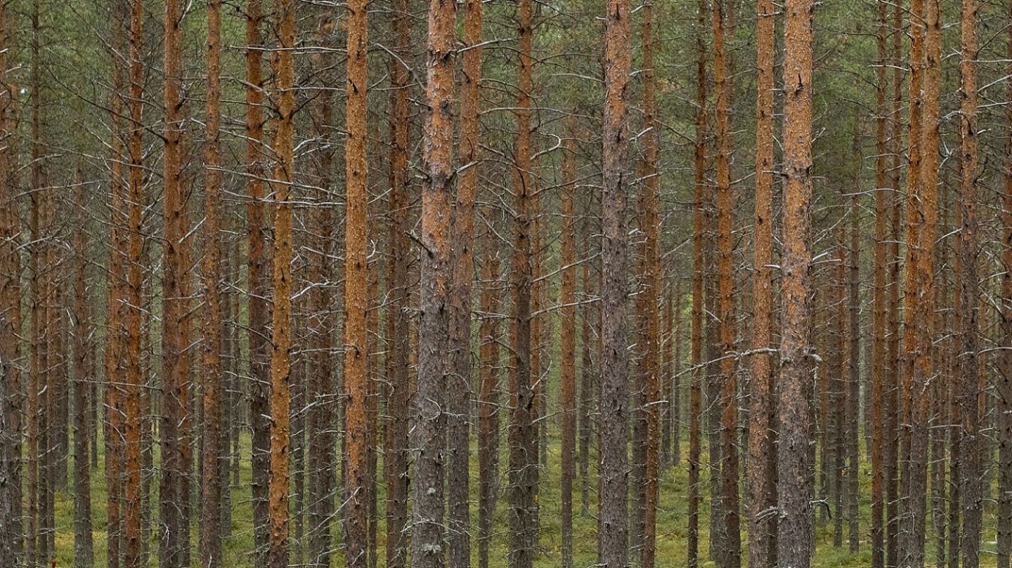 Mäntyjä rivissä metsässä kesäaikaan.