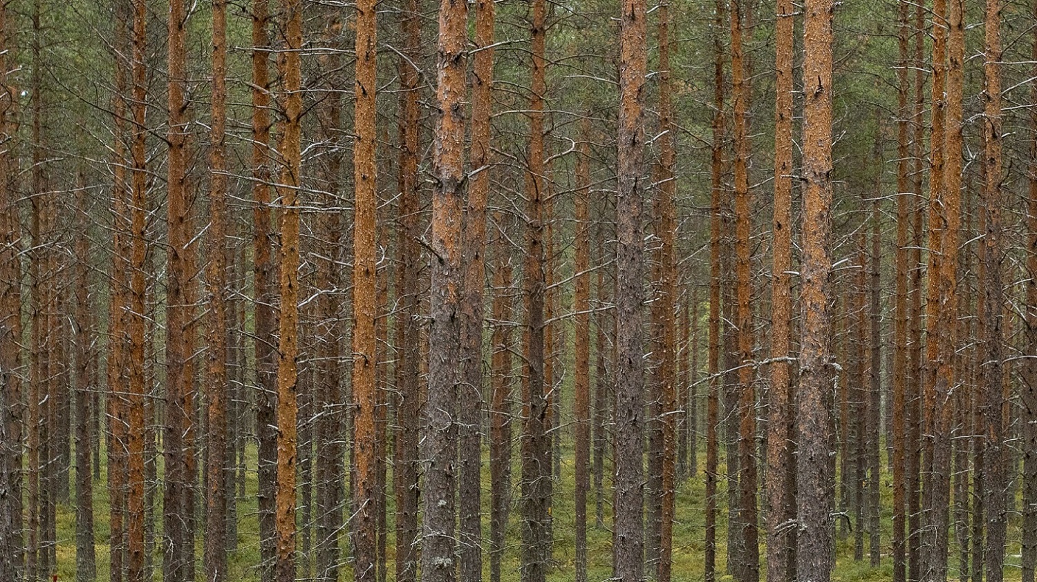 Mäntyjä rivissä metsässä kesäaikaan.