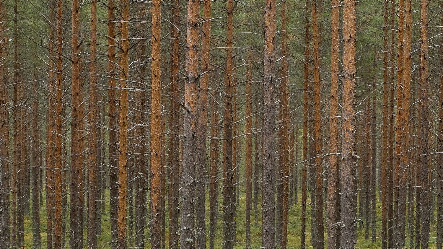 A row of pine trees in the forest.