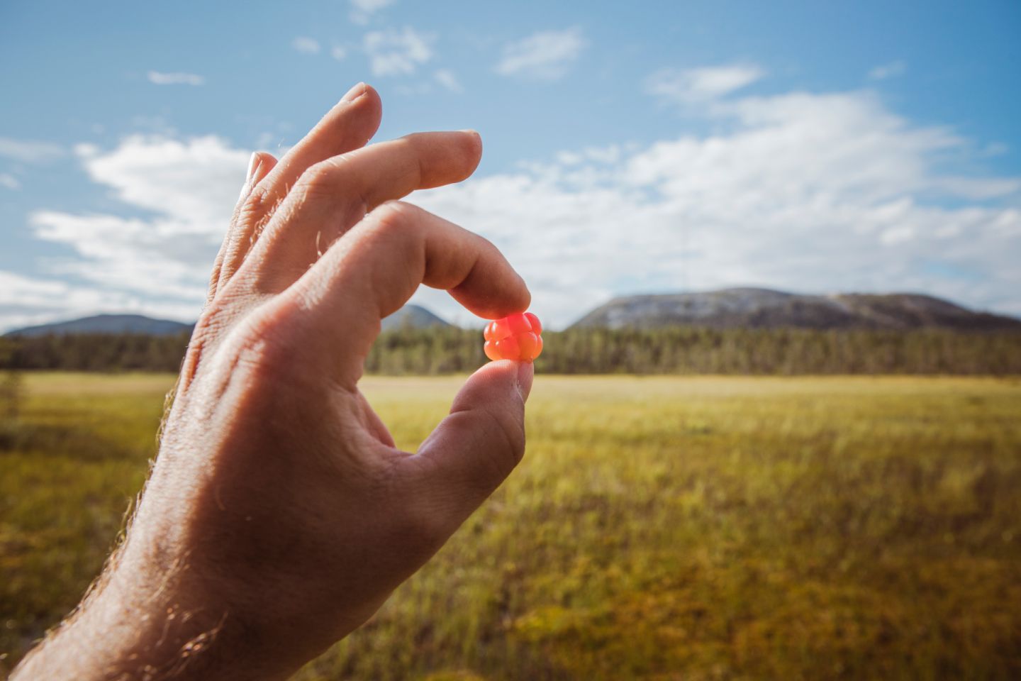 Picking berries during a slow travel trip to Finnish Lapland in the summer