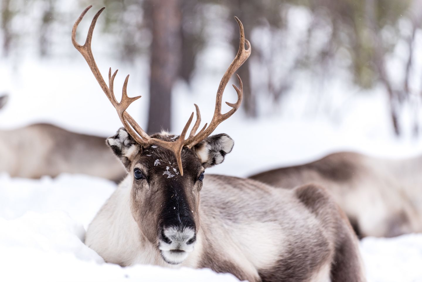 A reindeer enjoys the slow life--you should too! Visit Finnish Lapland in winter.