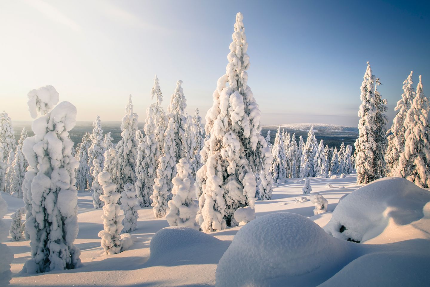 Snow-crowned trees in Salla, FInland