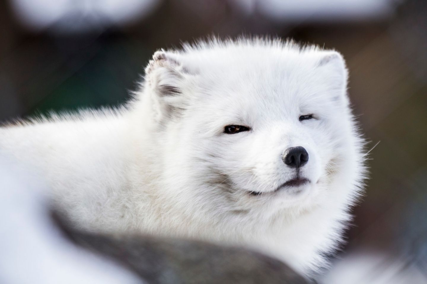 A smiling Arctic Fox in Ranua, Finland