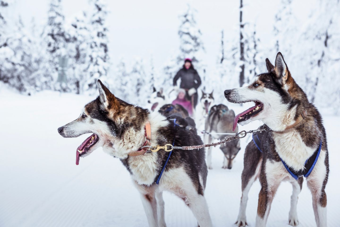 A husky sledge ride in Pyhä-Luosto, Finland