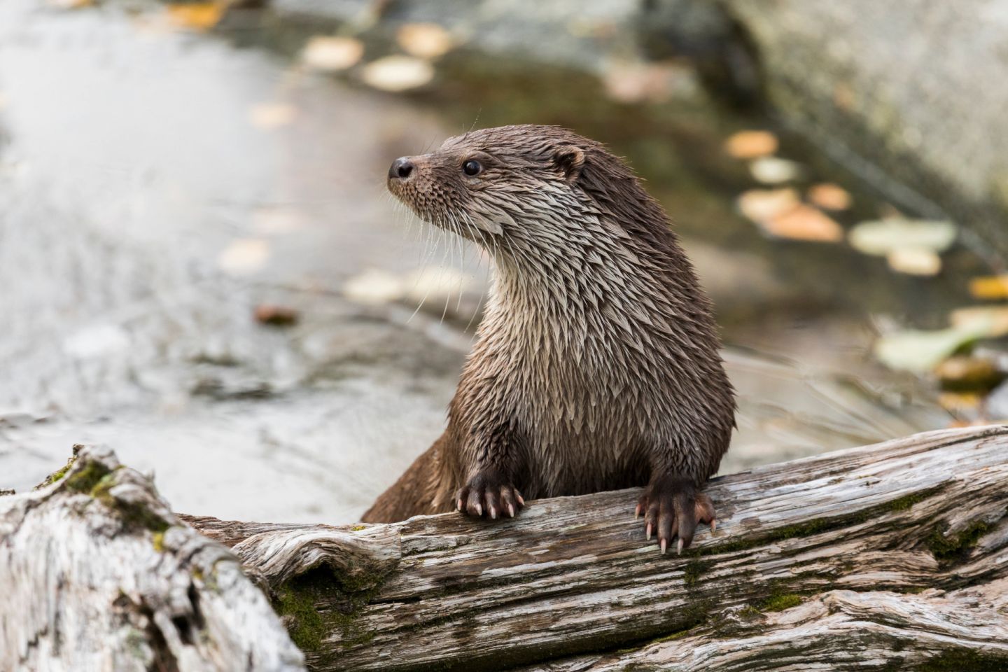 An otter at Ranua Wildlife Park in Finnish Lapland