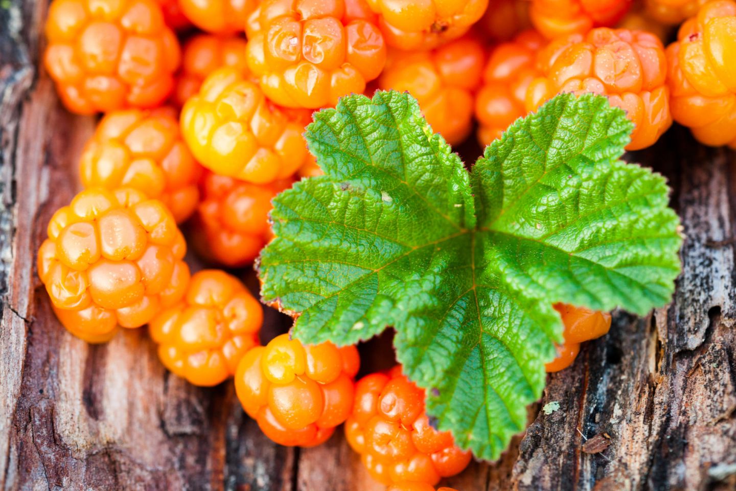 Cloudberries from the village of Ranua, Finland