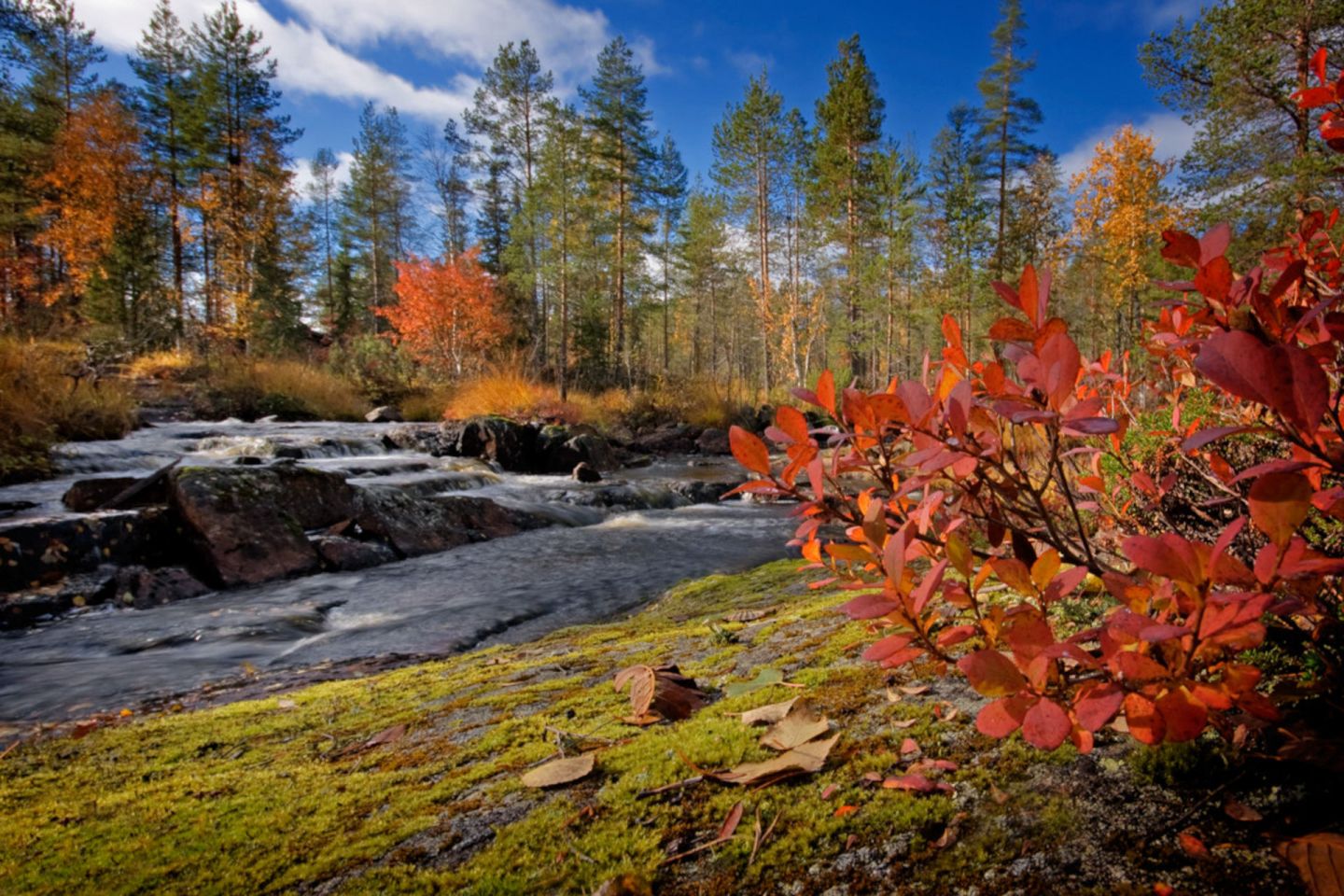 Autumn colors in Kemijärvi, Finland