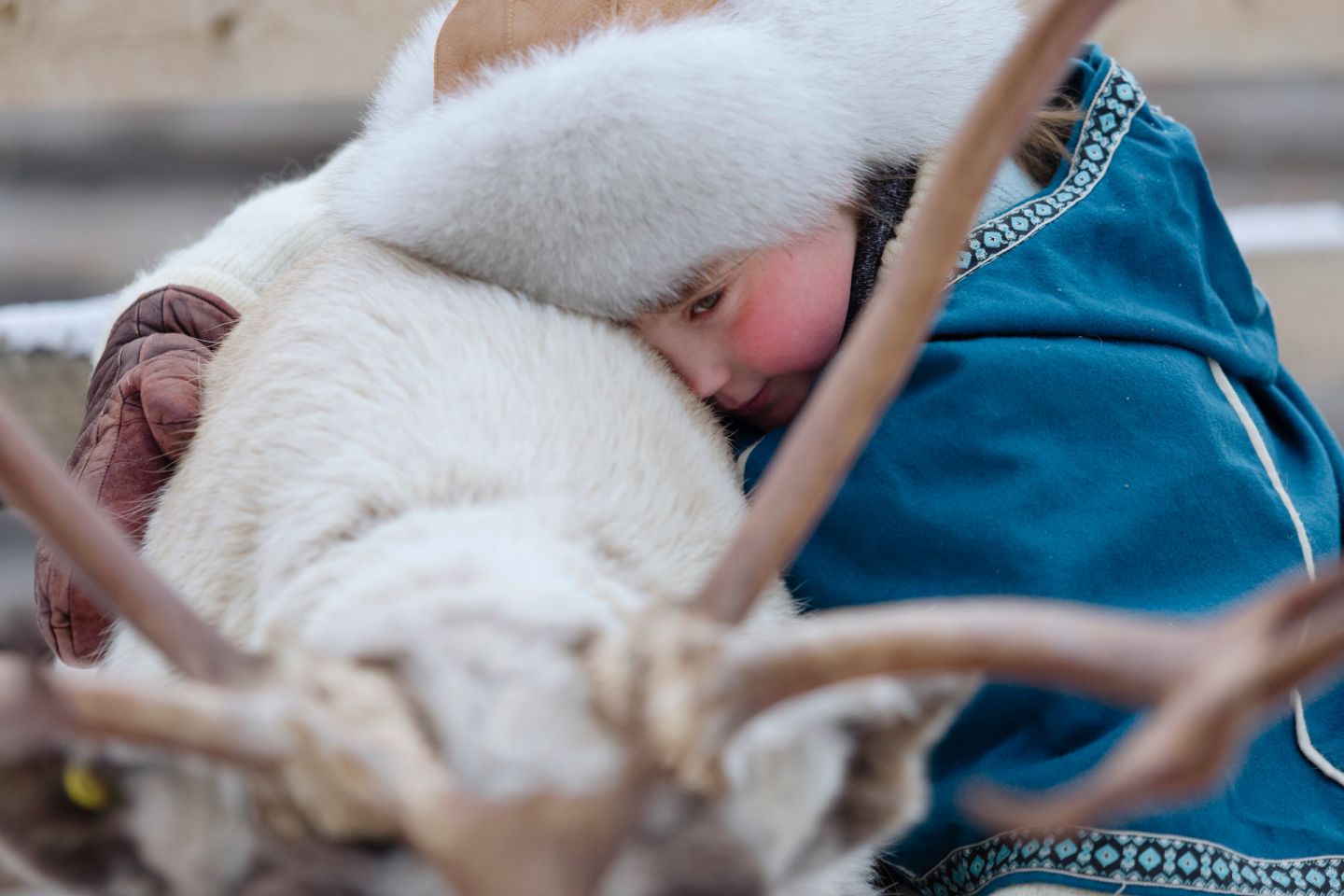 A reindeer hug in Salla, Finland