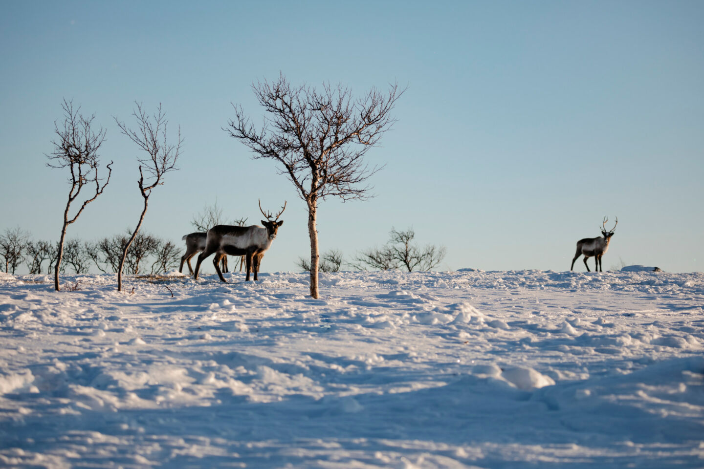 Reindeer in winter in Utsjoki, Finland
