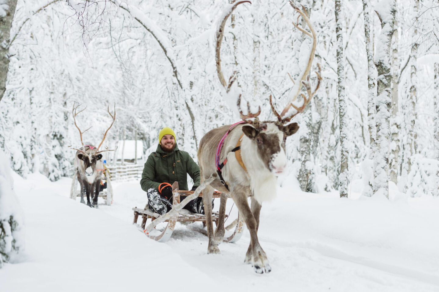 A reindeer sleigh ride in Rovaniemi, Finland