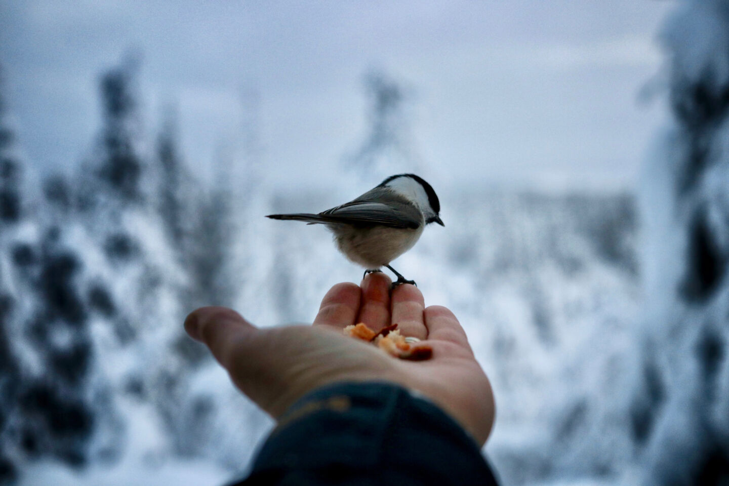 Bird in winter in Posio, Finland
