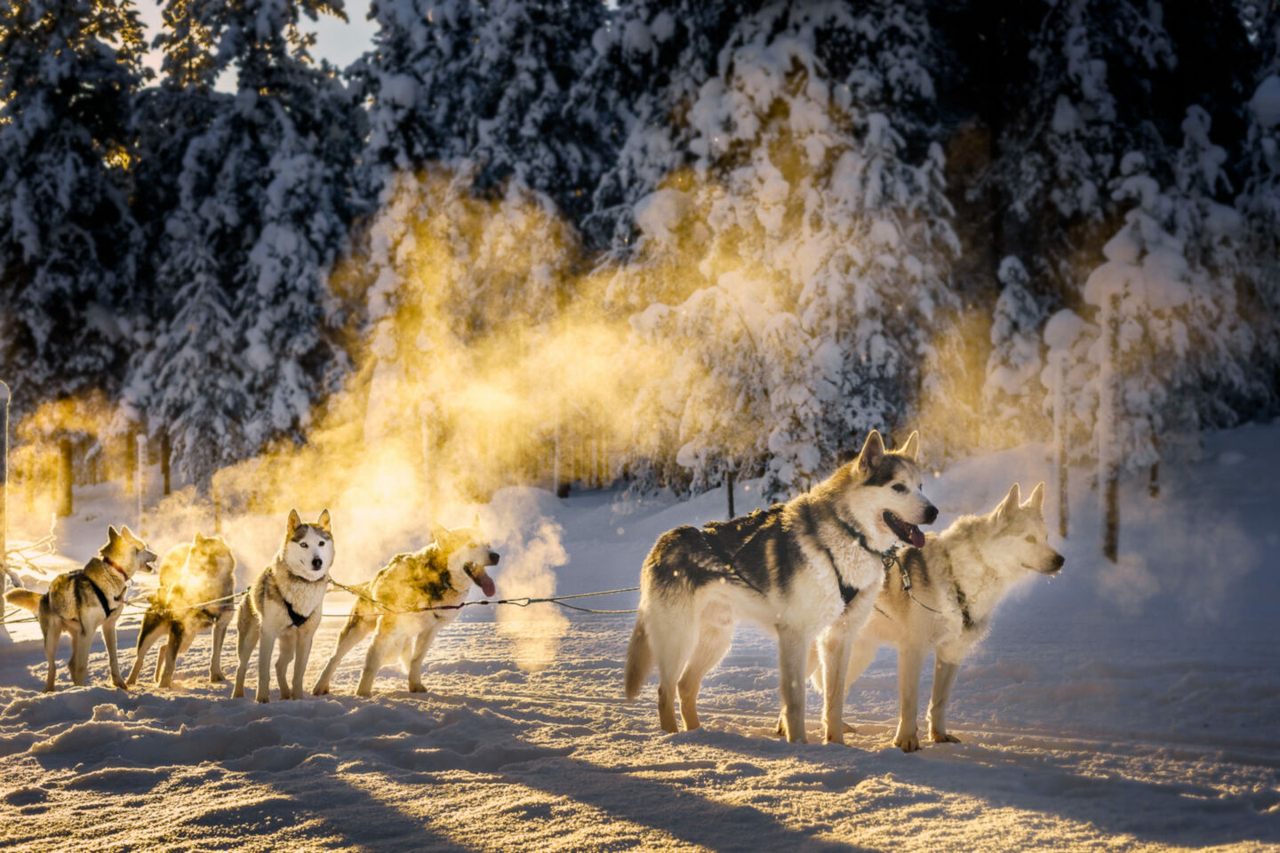 Huskies in winter in Salla, FInland