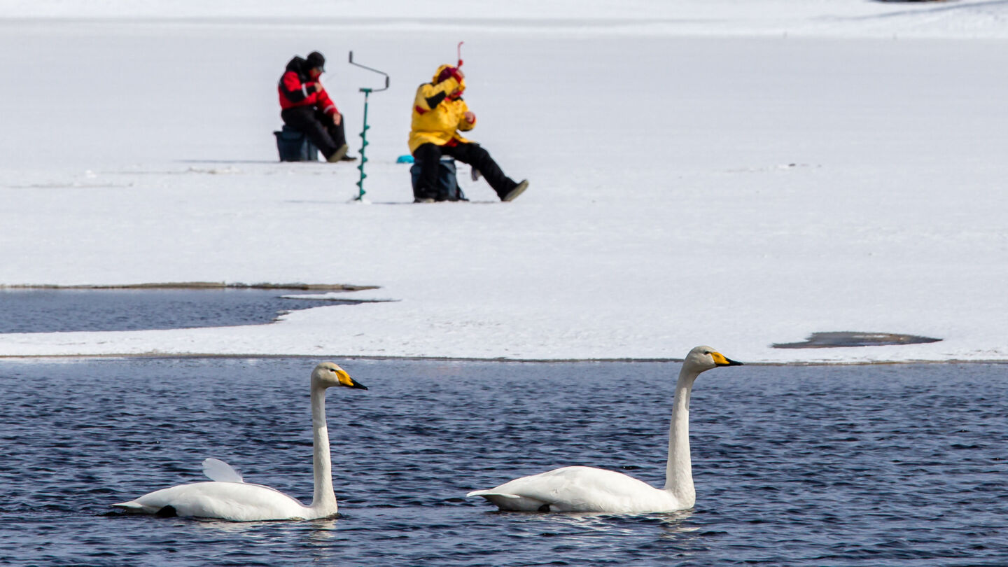 Ice-fishing with swans in Kemijärvi, the Arctic Lakeland of Finnish Lapland