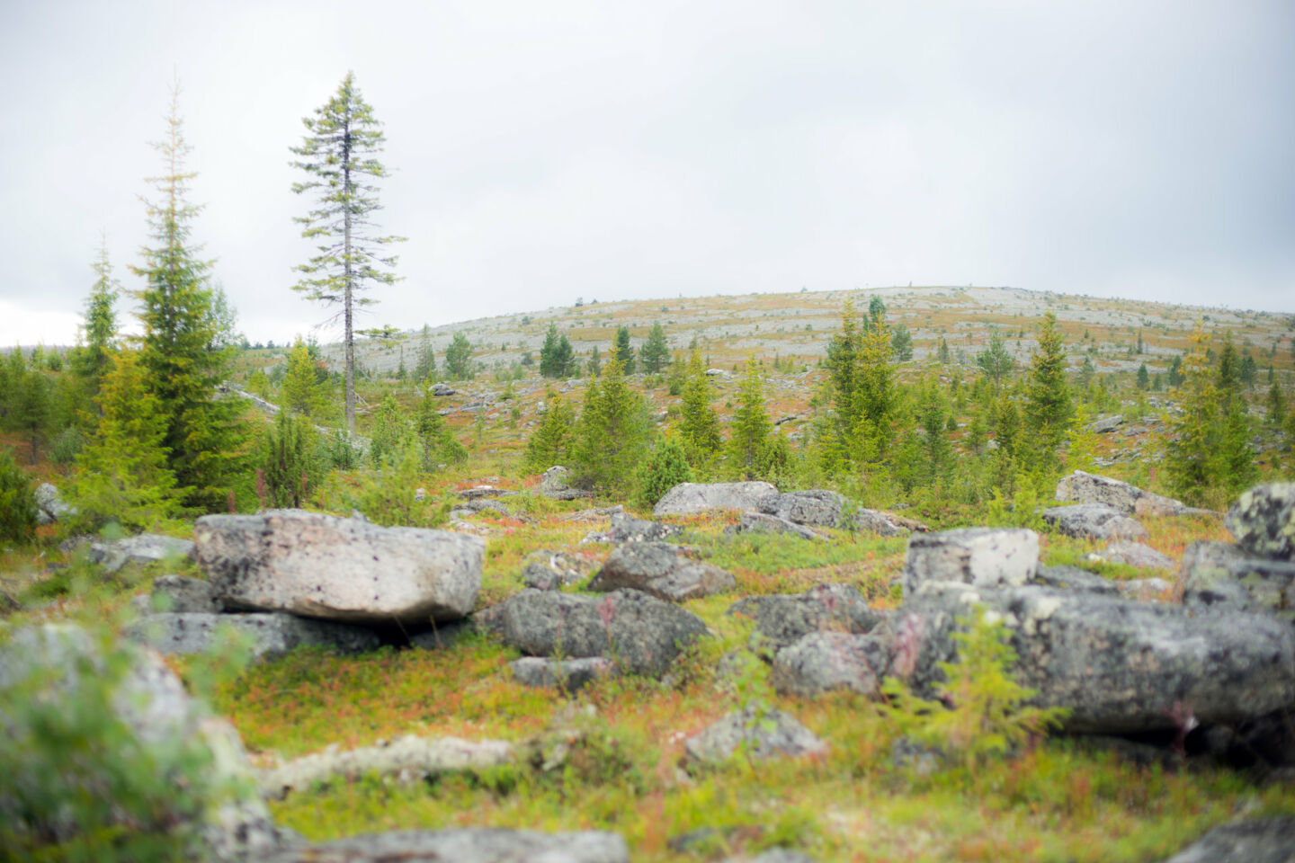 Summer vista in Salla, FInland