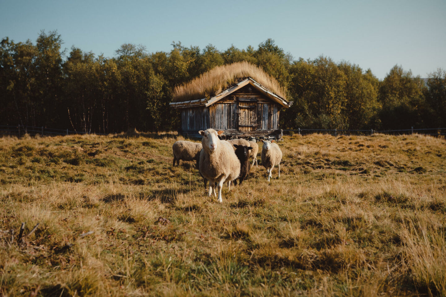 Sheep farm summer in Utsjoki, Finland