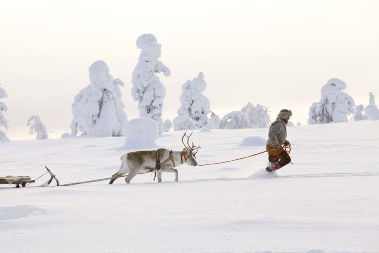 Arctic adventure - Pulling a reindeer through the snow in Pyhä-Luosto, Finland