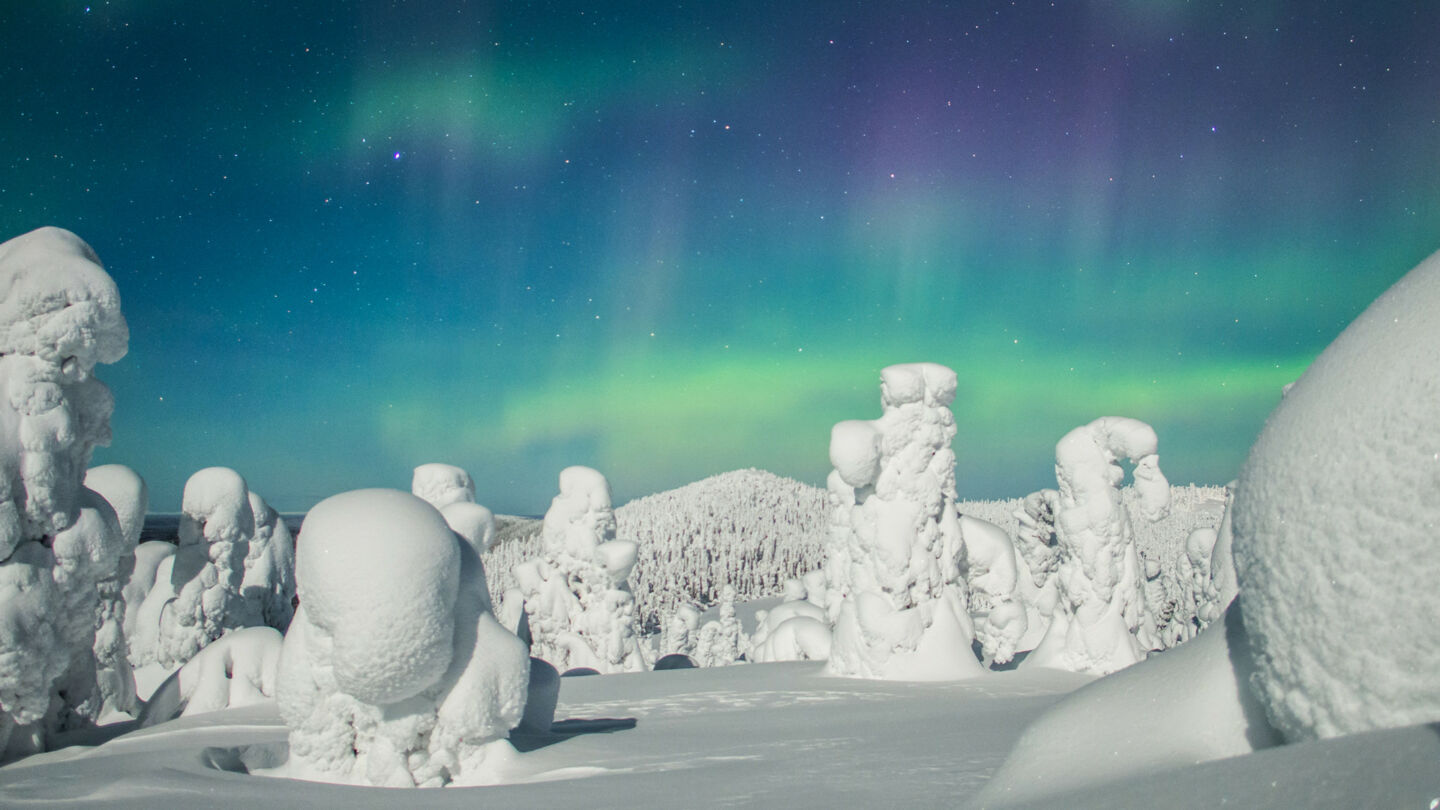 Northern Lights over snow-crowned trees in Ruka-Kuusamo, Finland