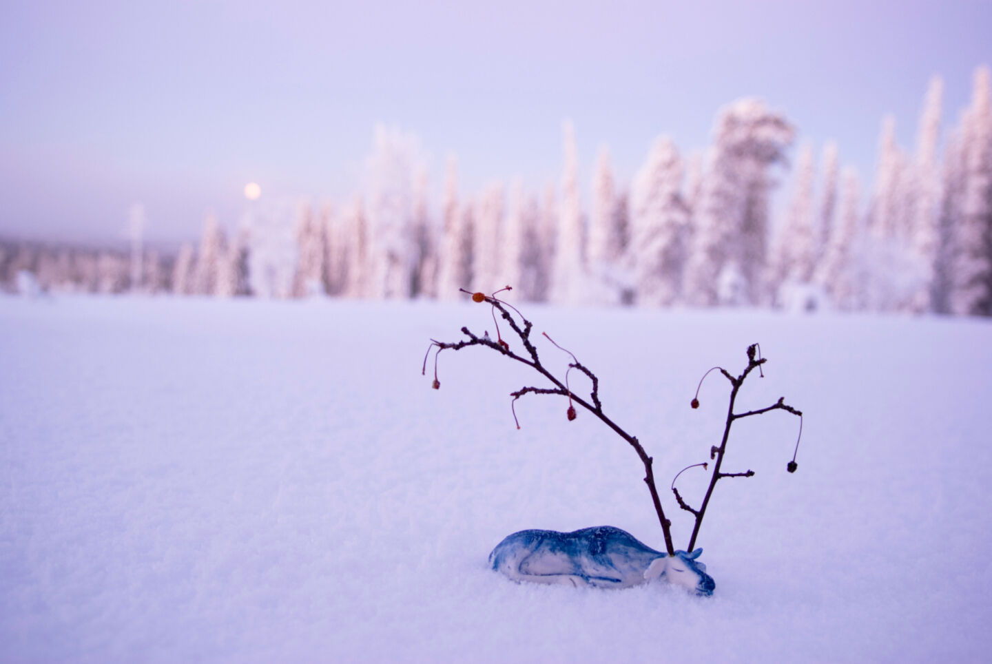 Ceramic reindeer in winter in Posio, Finland
