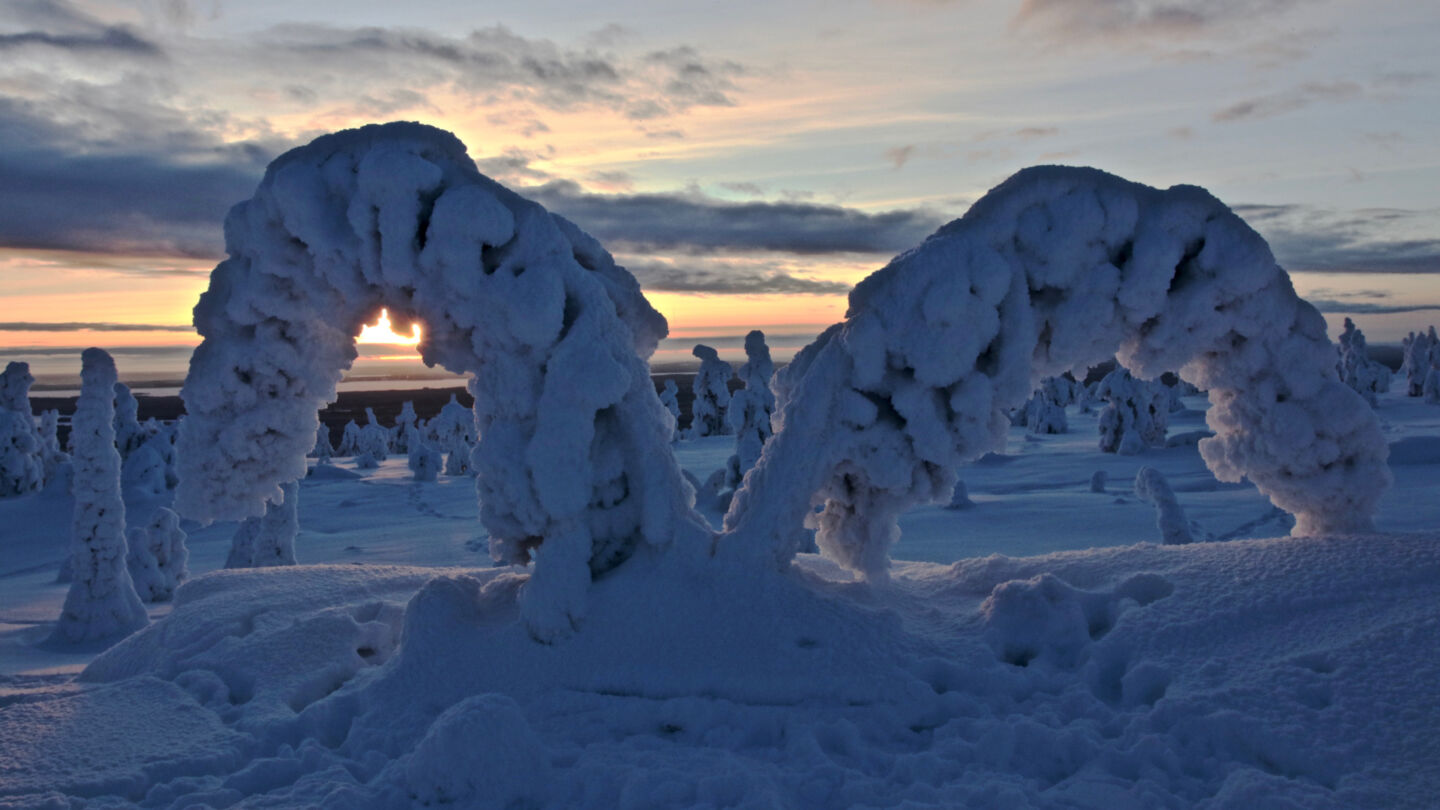 Snow-crowned trees in winter in Posio, Finland