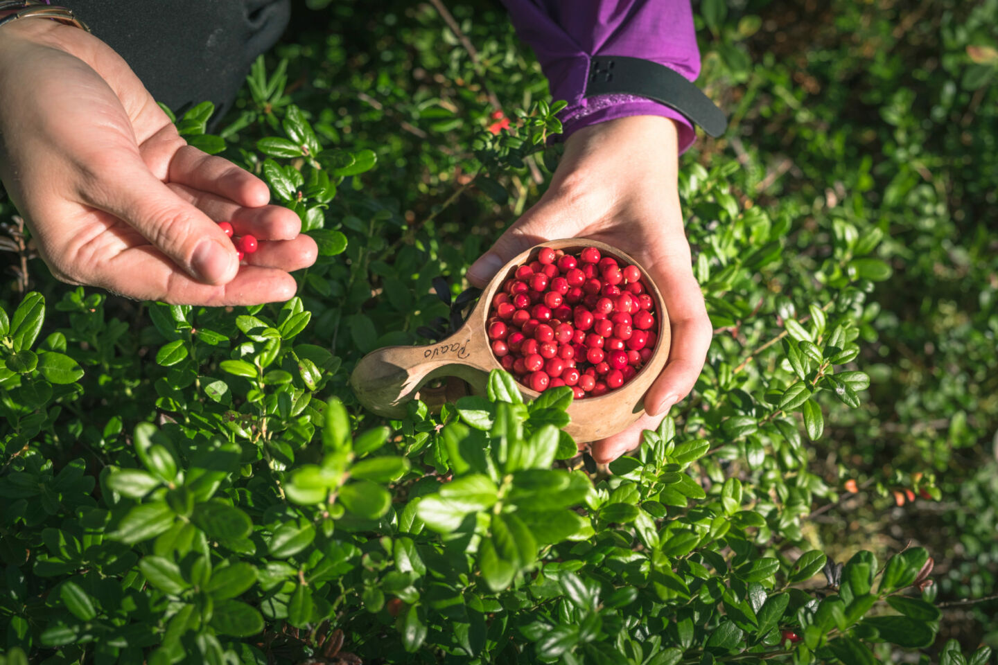 Picking berries in Sompio & Sodankylä, Finland