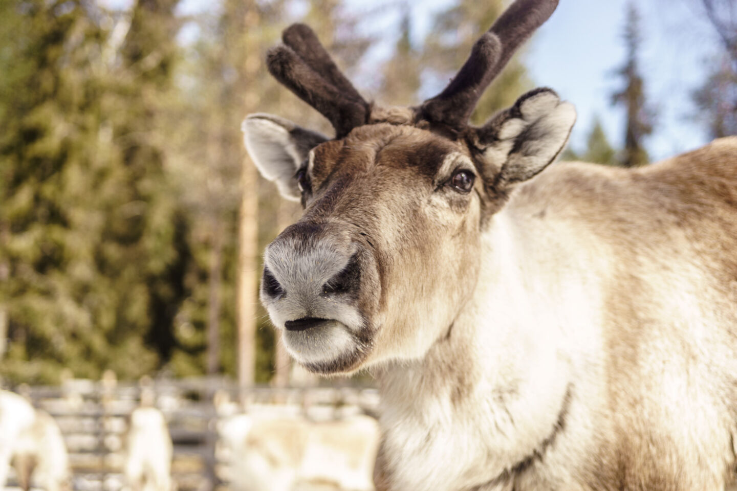 A reindeer in winter in Salla, FInland
