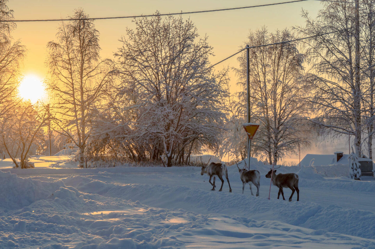 Reindeer walking in the street in Savukoski, Finland in winter