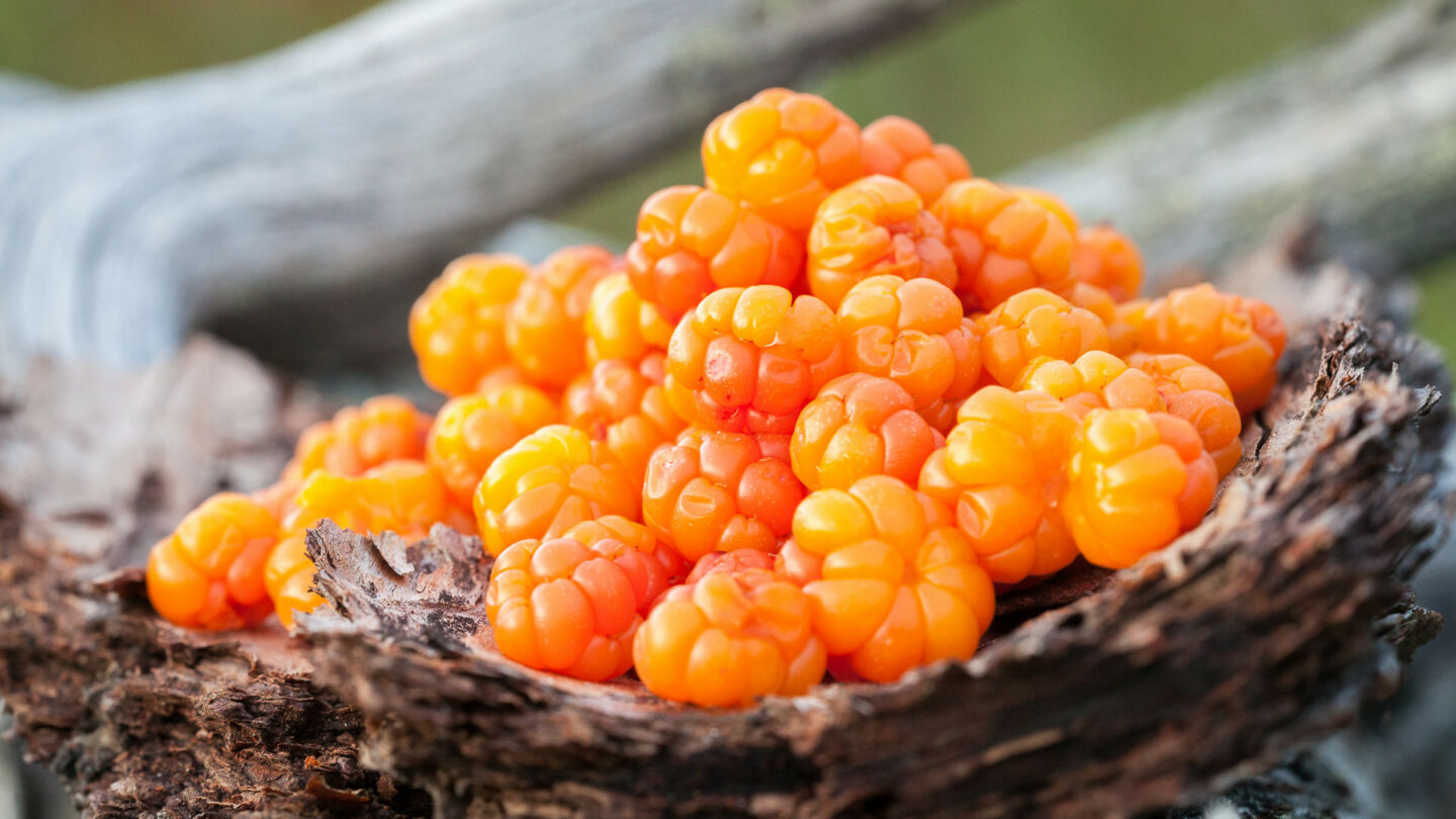 Enjoying cloudberries in Ranua, Finland