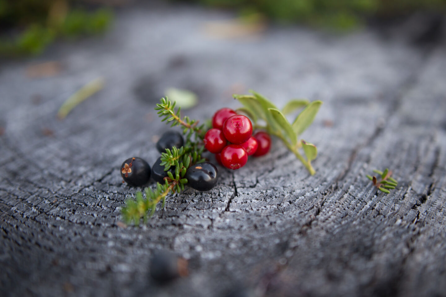 Berries plucked from the wilderness in Savukoski, Finland