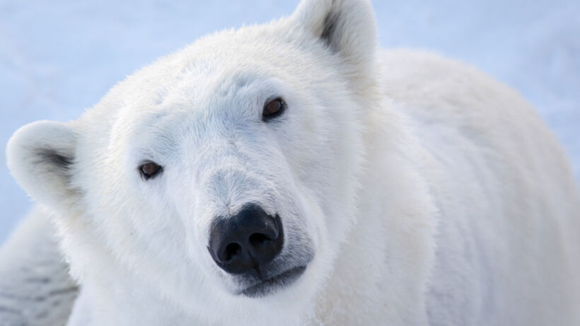 Polar bear close-up at the zoo in Ranua, Finland