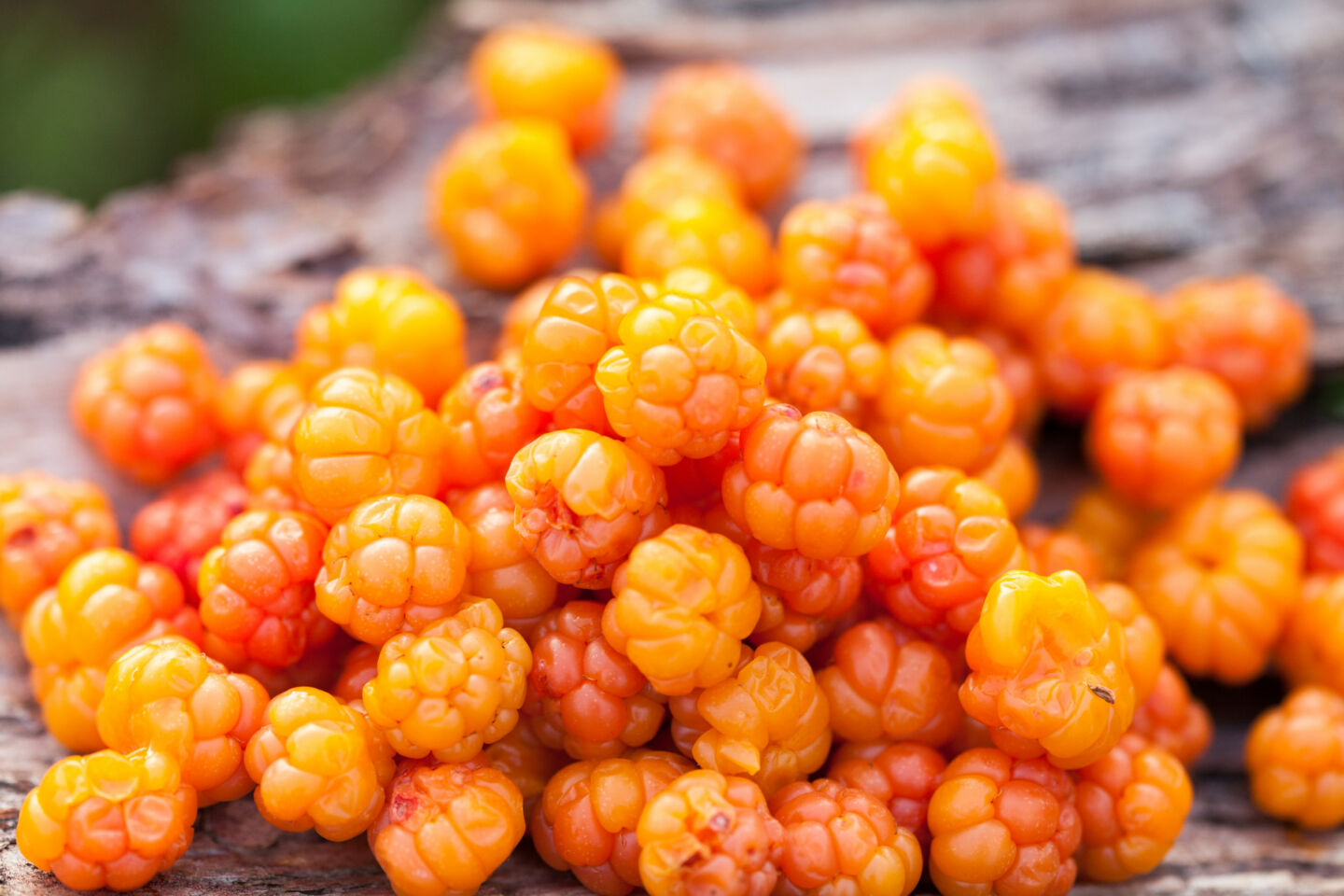 Enjoying cloudberries in Ranua, Finland