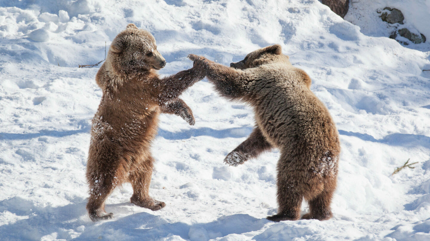 Brown bear high-five in Ranua, Finland