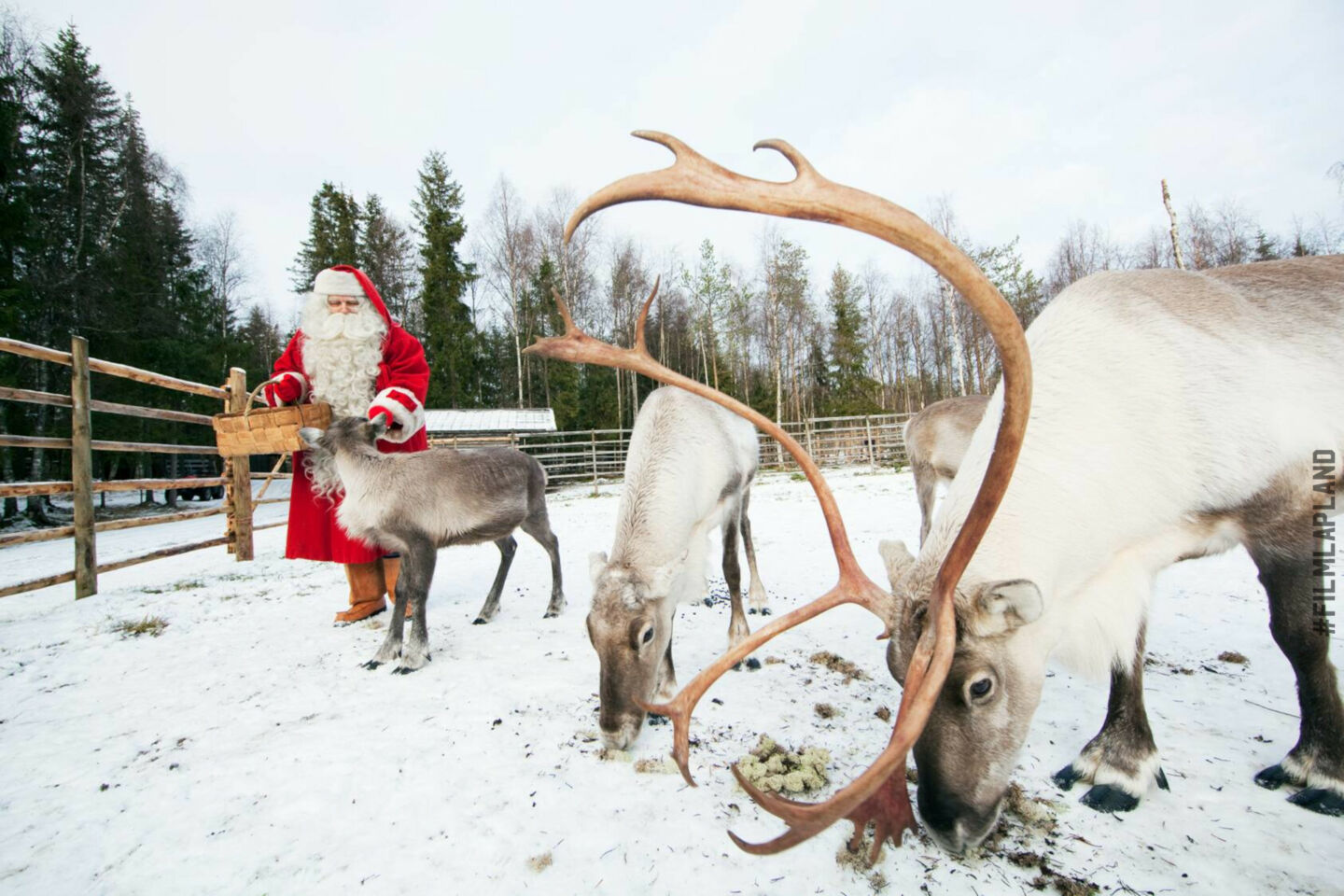 Santa Claus feeds his reindeer in winter in Finnish Lapland