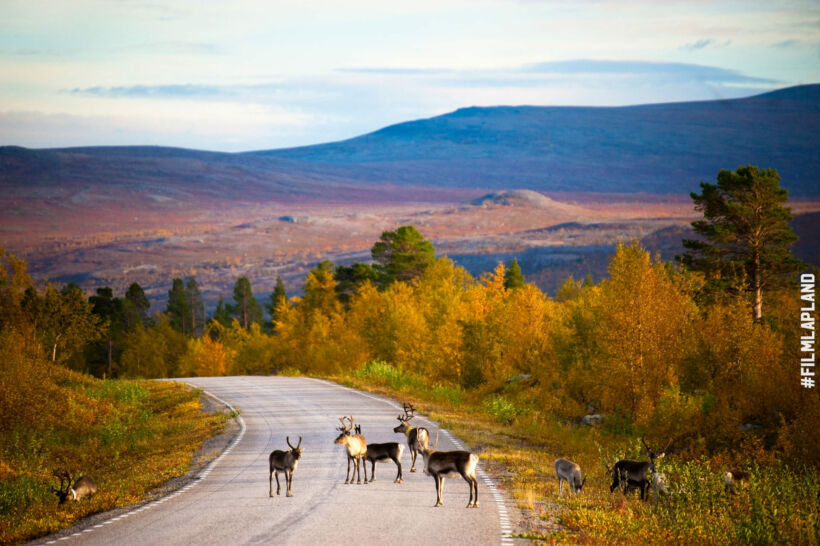 Reindeer on the road on an autumn day in Finnish Lapland