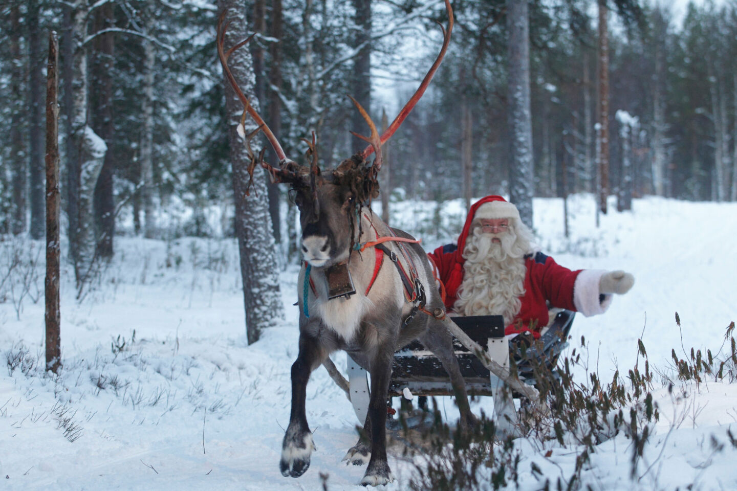 Santa Claus enjoys a reindeer ride in Savukoski, Finland
