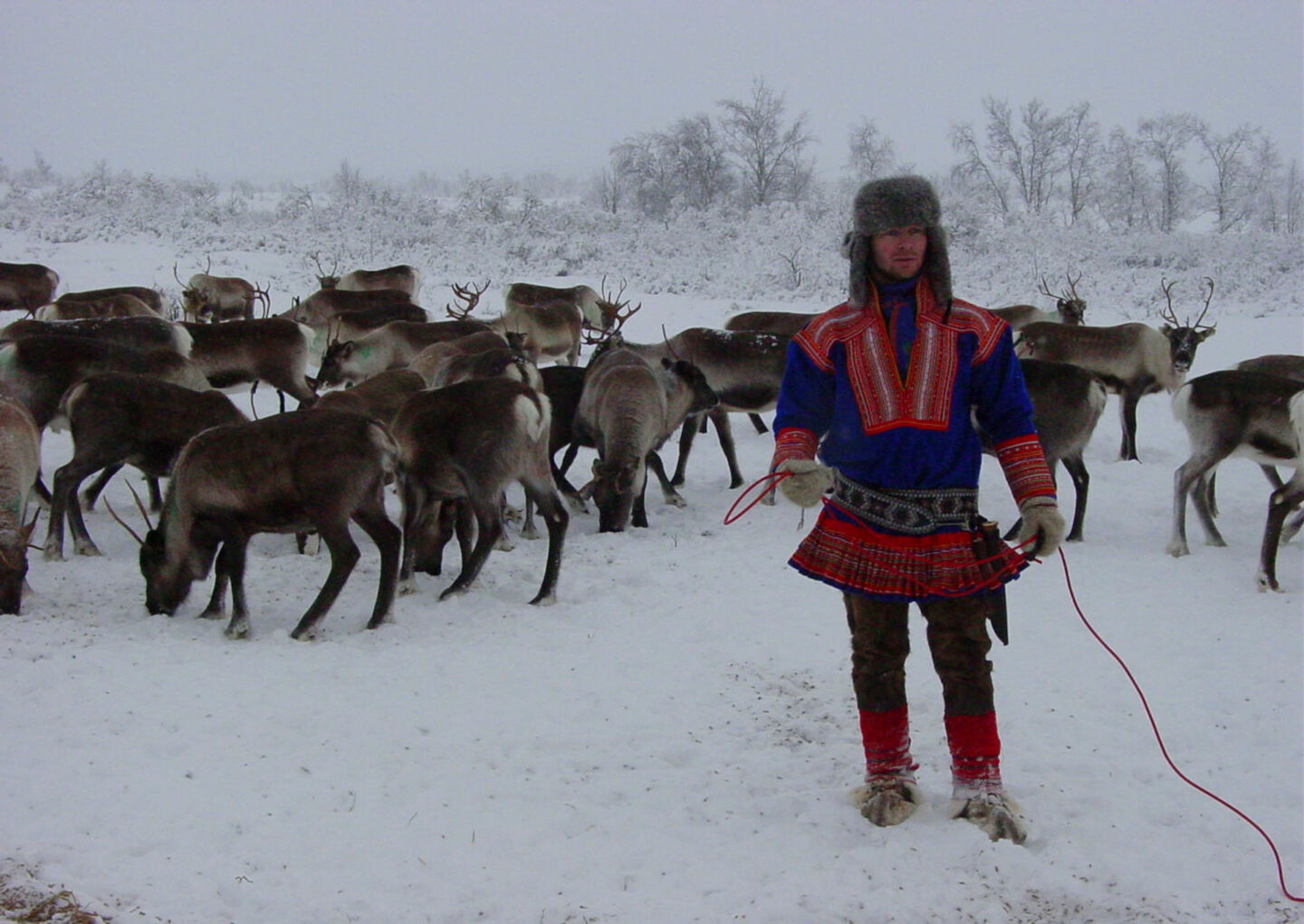 A Sámi reindeer herder in winter