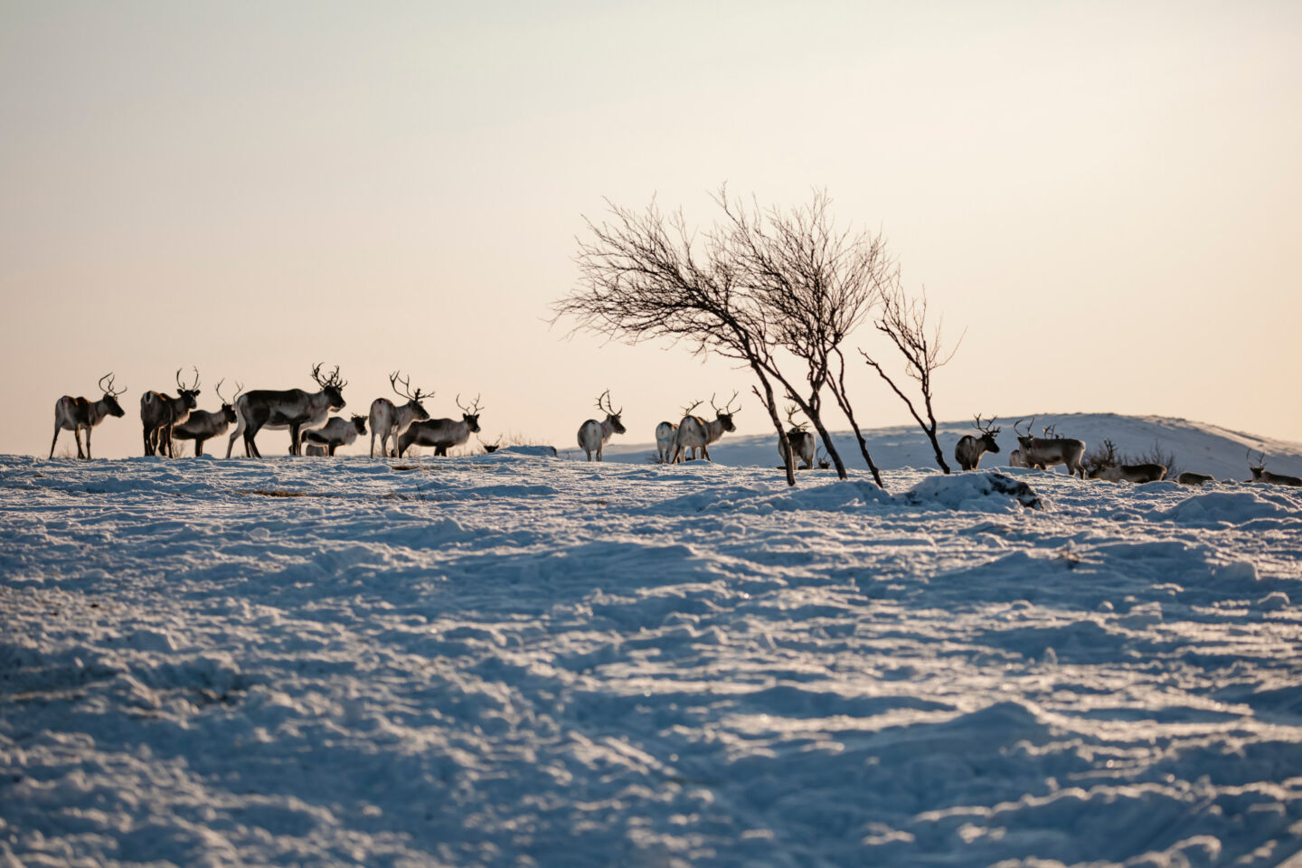 Reindeer in the tundra in Utsjoki, Finland