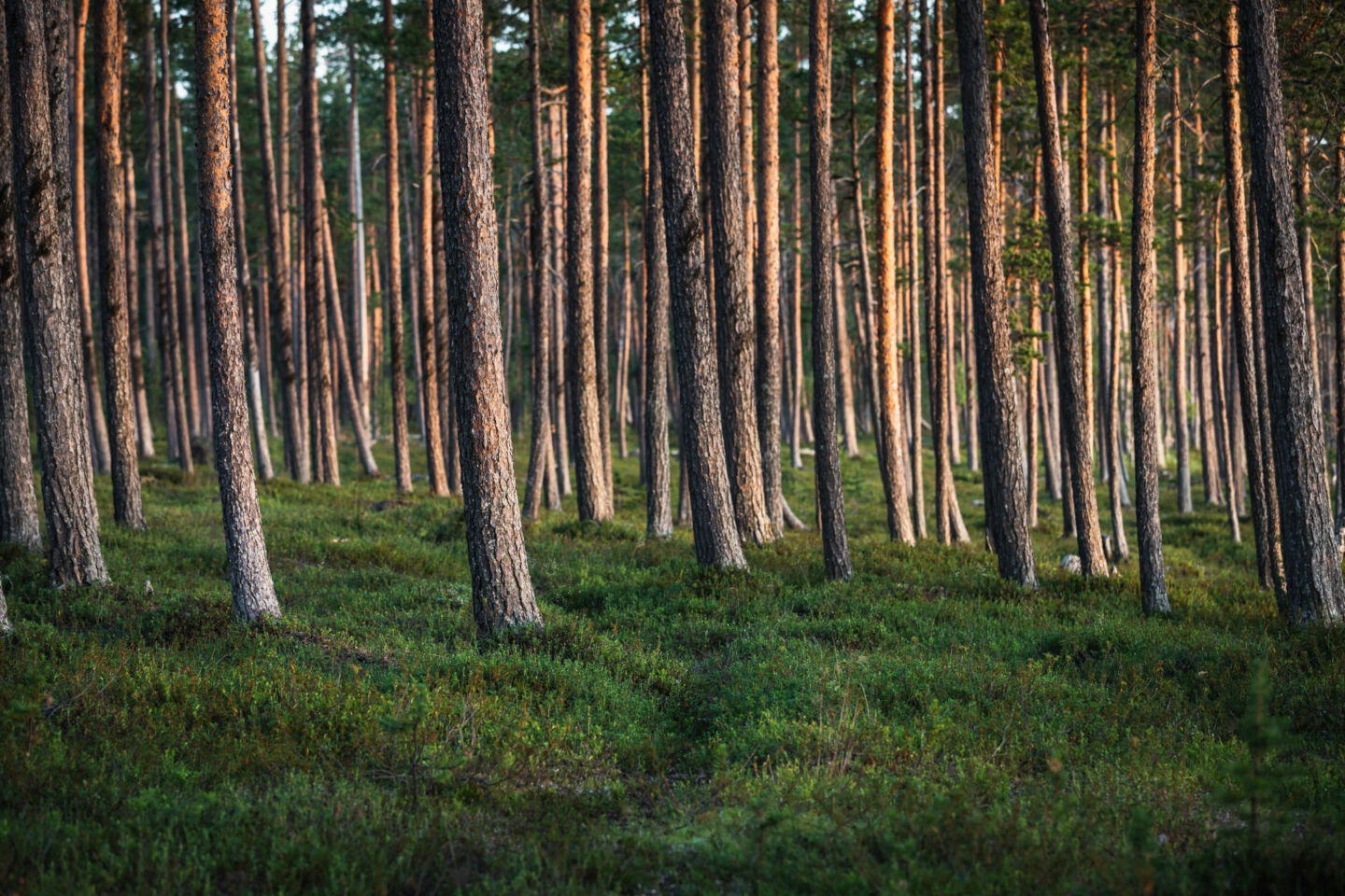 A summer forest in Inari, a wilderness film location in Finnish Lapland
