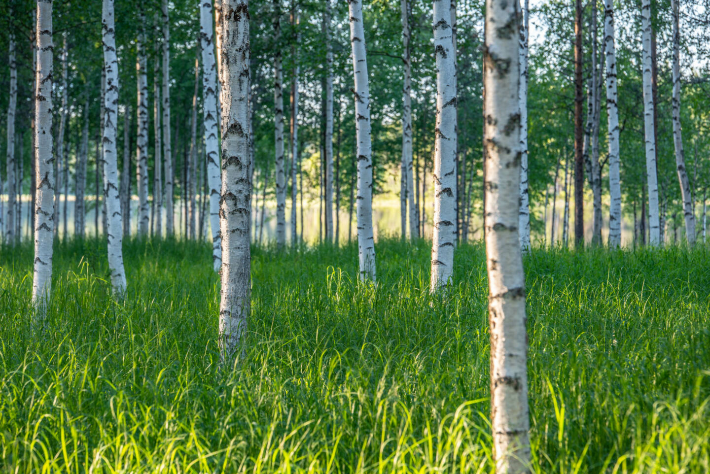 Summer in Ranua, a wilderness film location in Finnish Lapland