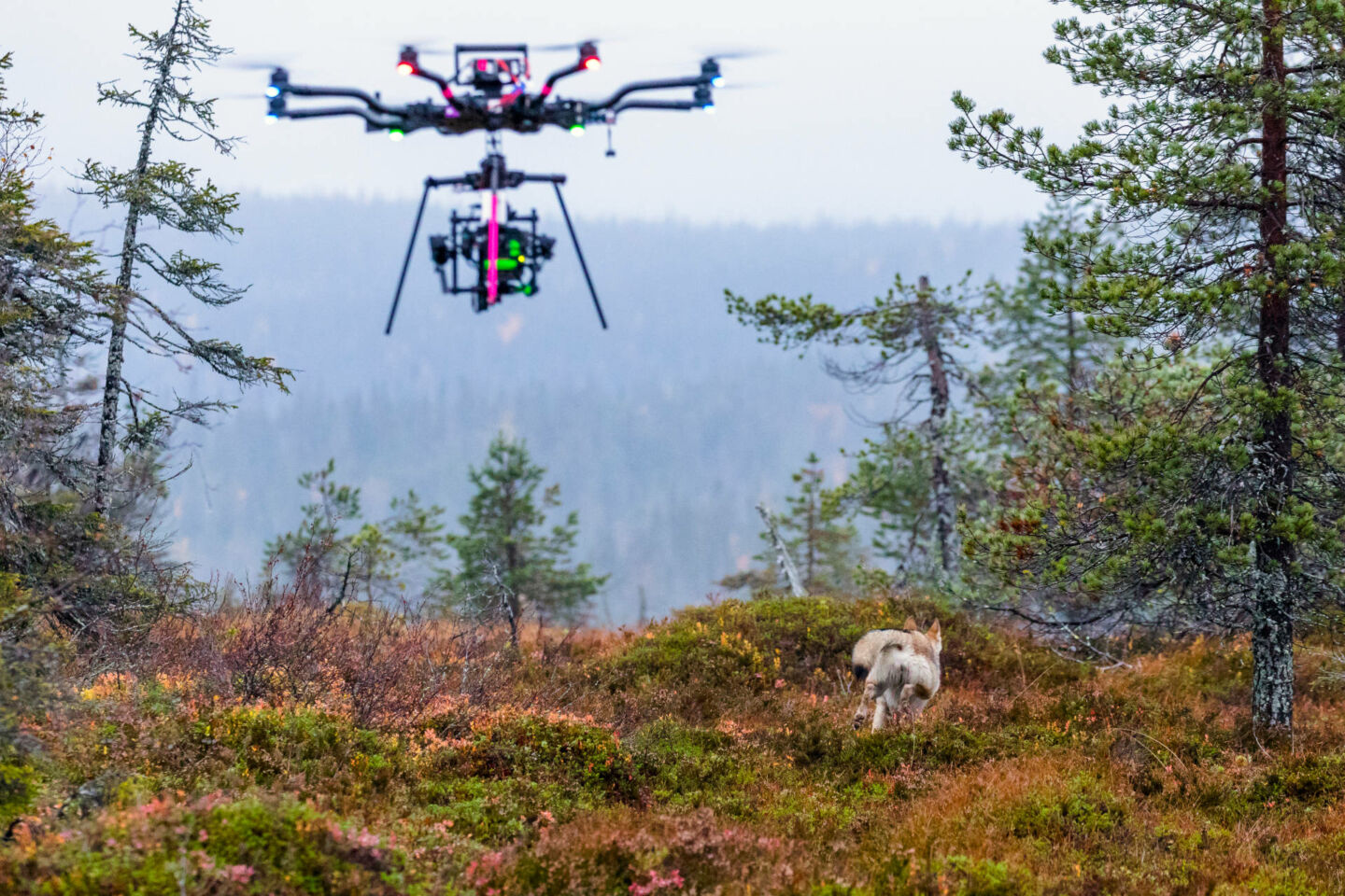 A drone films a wolf in Posio, a wilderness film location in Finnish Lapland