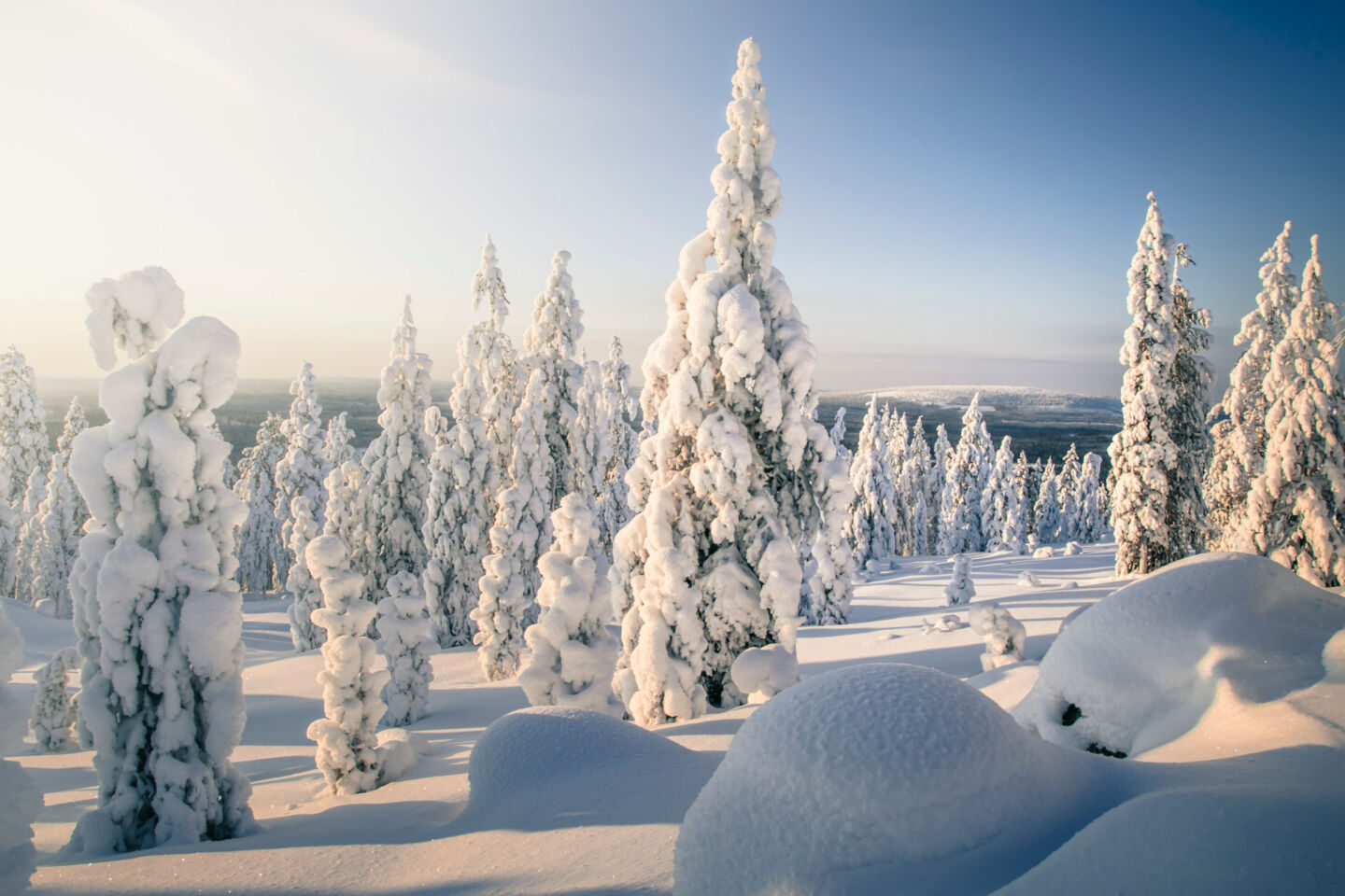 A sunny winter day in the forest of Salla, a wilderness film location in Finnish Lapland