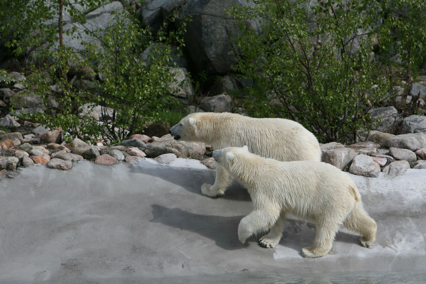 A couple of polar bears at the wildlife park in Ranua, a Finnish Lapland filming location
